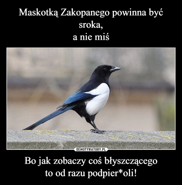 
    Maskotką Zakopanego powinna być sroka,
a nie miś Bo jak zobaczy coś błyszczącego
to od razu podpier*oli!