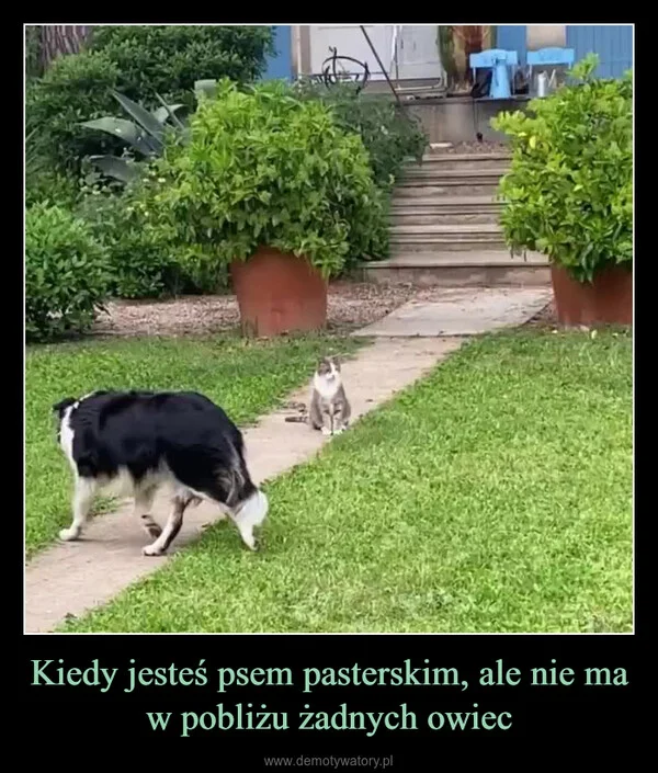 
    Kiedy jesteś psem pasterskim, ale nie ma w pobliżu żadnych owiec