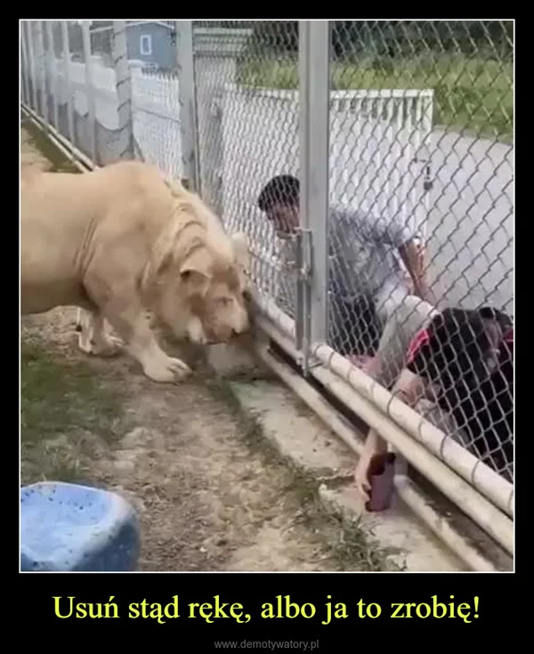 
    Usuń stąd rękę, albo ja to zrobię!