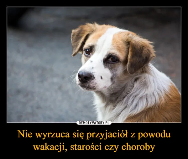 
    Nie wyrzuca się przyjaciół z powodu wakacji, starości czy choroby
