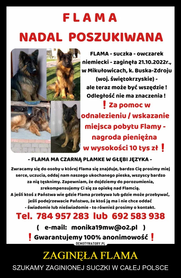 
    ZAGINĘŁA FLAMA