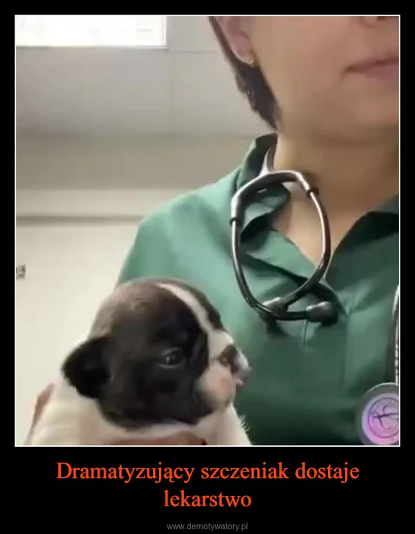 
    Dramatyzujący szczeniak dostaje lekarstwo