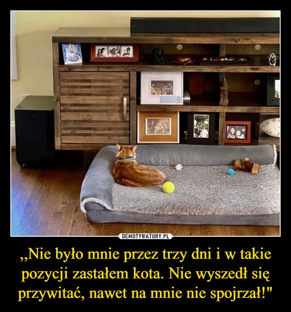 
    ,,Nie było mnie przez trzy dni i w takie pozycji zastałem kota. Nie wyszedł się przywitać, nawet na mnie nie spojrzał!"