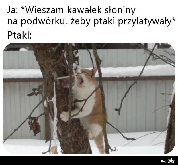 
    Ptaki 