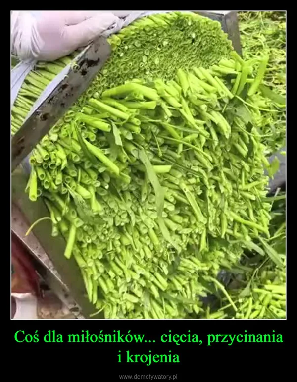 
    Coś dla miłośników... cięcia, przycinania i krojenia