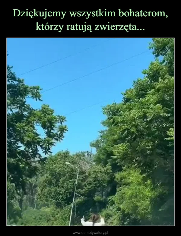 
    Dziękujemy wszystkim bohaterom, którzy ratują zwierzęta...