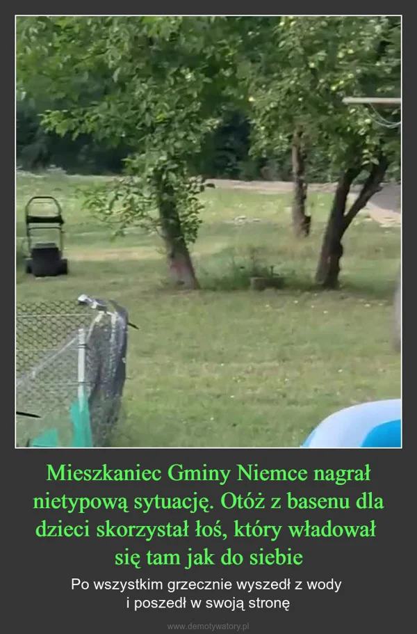 
    Mieszkaniec Gminy Niemce nagrał nietypową sytuację. Otóż z basenu dla dzieci skorzystał łoś, który władował się tam jak do siebie