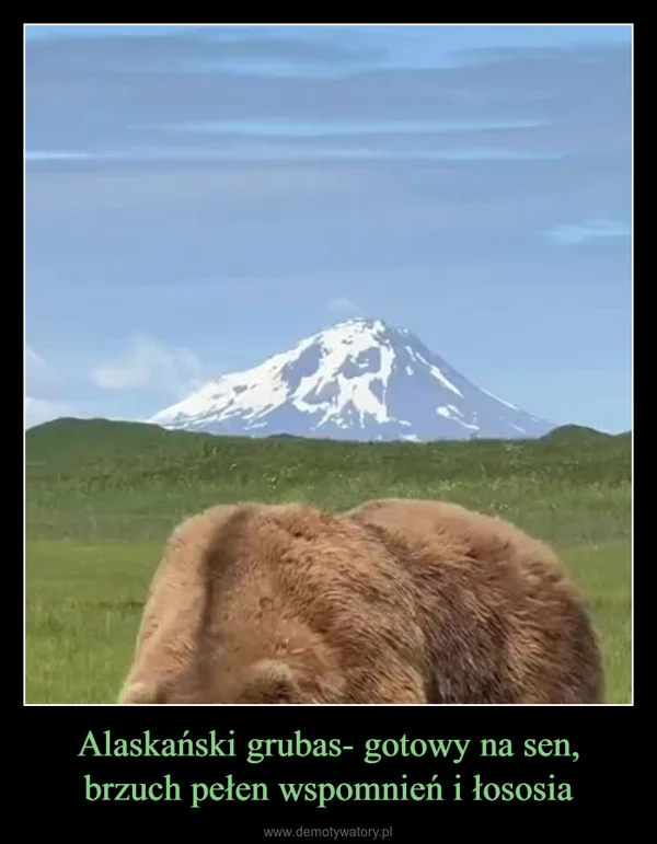
    Alaskański grubas- gotowy na sen, brzuch pełen wspomnień i łososia