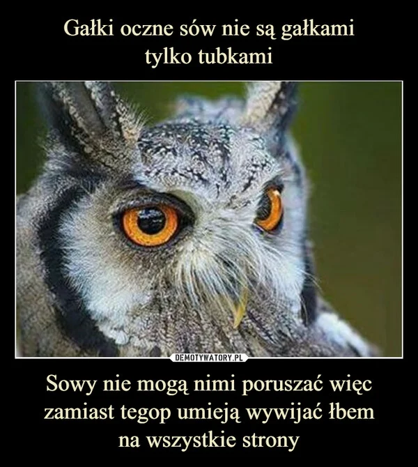 Gałki oczne sów nie są gałkami tylko tubkami Sowy nie mogą nimi poruszać więc zamiast tegop umieją wywijać łbem na wszystkie strony