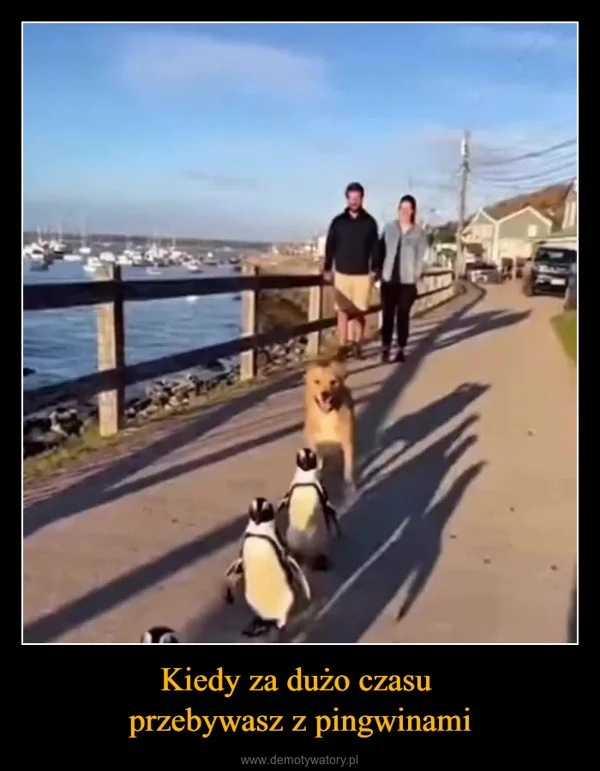 
    Kiedy za dużo czasu przebywasz z pingwinami