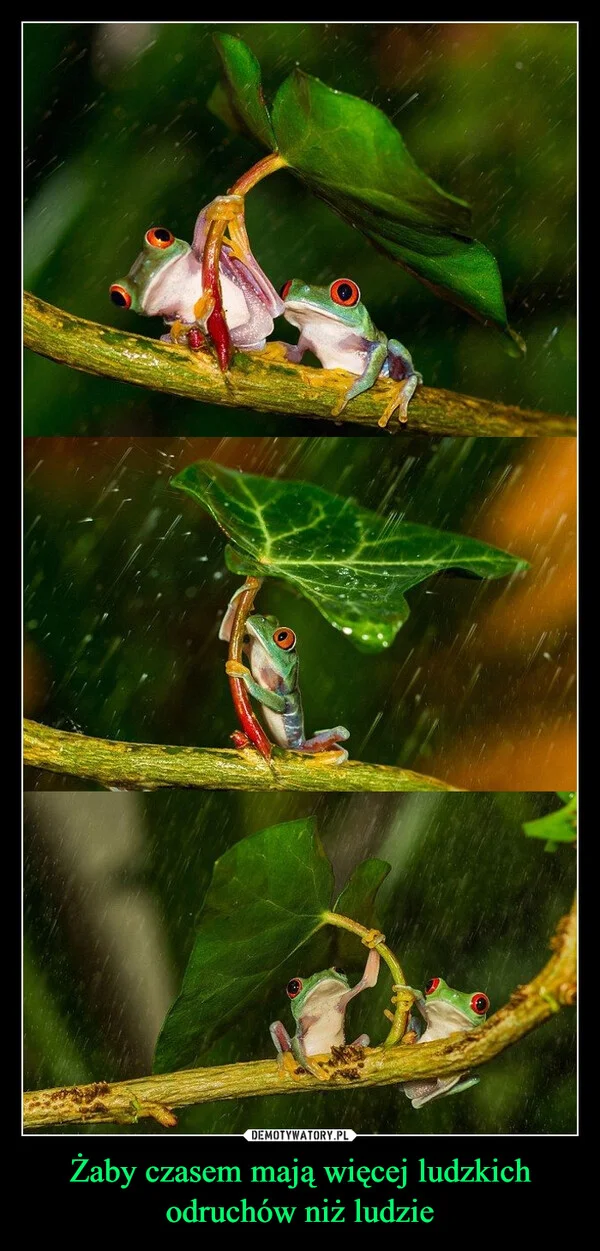 
    Żaby czasem mają więcej ludzkich odruchów niż ludzie