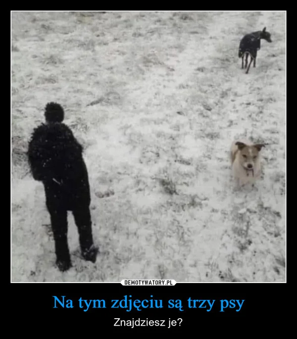 
    Na tym zdjęciu są trzy psy