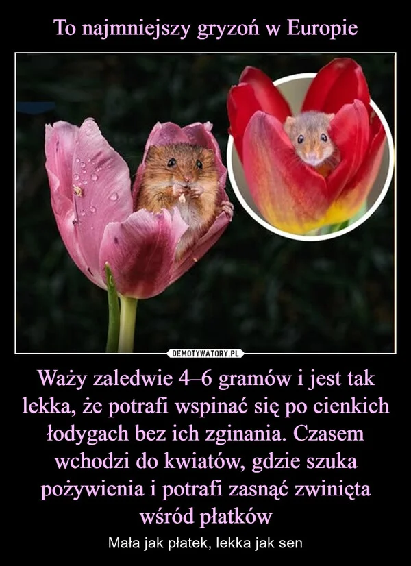 
    To najmniejszy gryzoń w Europie Waży zaledwie 4–6 gramów i jest tak lekka, że potrafi wspinać się po cienkich łodygach bez ich zginania. Czasem wchodzi do kwiatów, gdzie szuka pożywienia i potrafi zasnąć zwinięta wśród płatków
