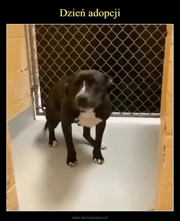 
    Dzień adopcji