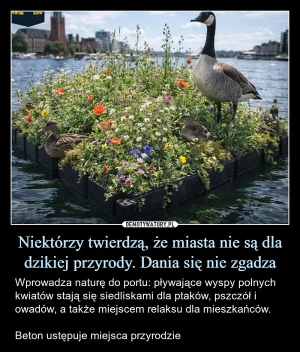 
    Niektórzy twierdzą, że miasta nie są dla dzikiej przyrody. Dania się nie zgadza