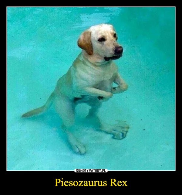 
    Piesozaurus Rex