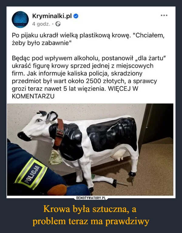 
    Krowa była sztuczna, a problem teraz ma prawdziwy