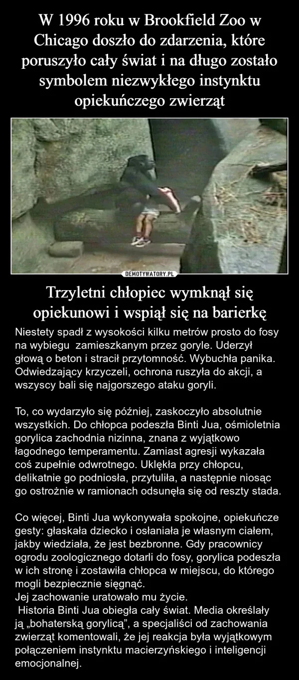 
    W 1996 roku w Brookfield Zoo w Chicago doszło do zdarzenia, które poruszyło cały świat i na długo zostało symbolem niezwykłego instynktu opiekuńczego zwierząt Trzyletni chłopiec wymknął się opiekunowi i wspiął się na barierkę
