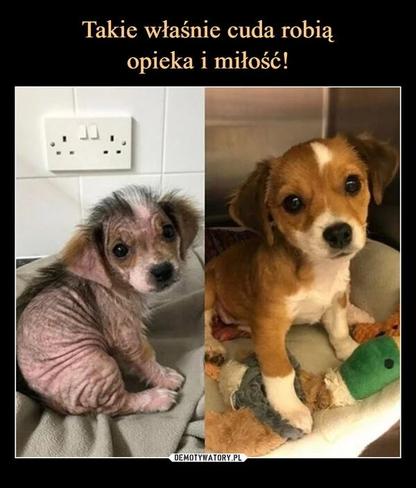 
    Takie właśnie cuda robią opieka i miłość!