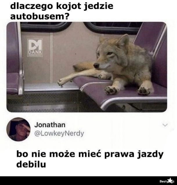 
    Dlaczego kojot jedzie autobusem? 