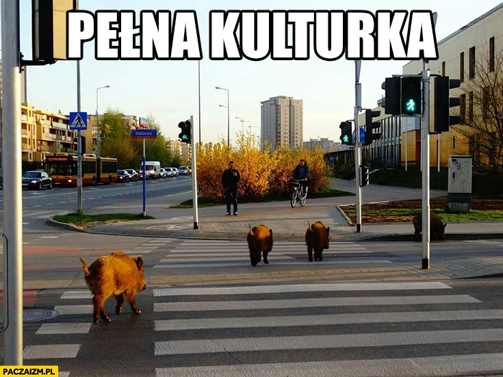 
    Pełna kulturka dziki przechodzą przez jezdnię na zielonym świetle