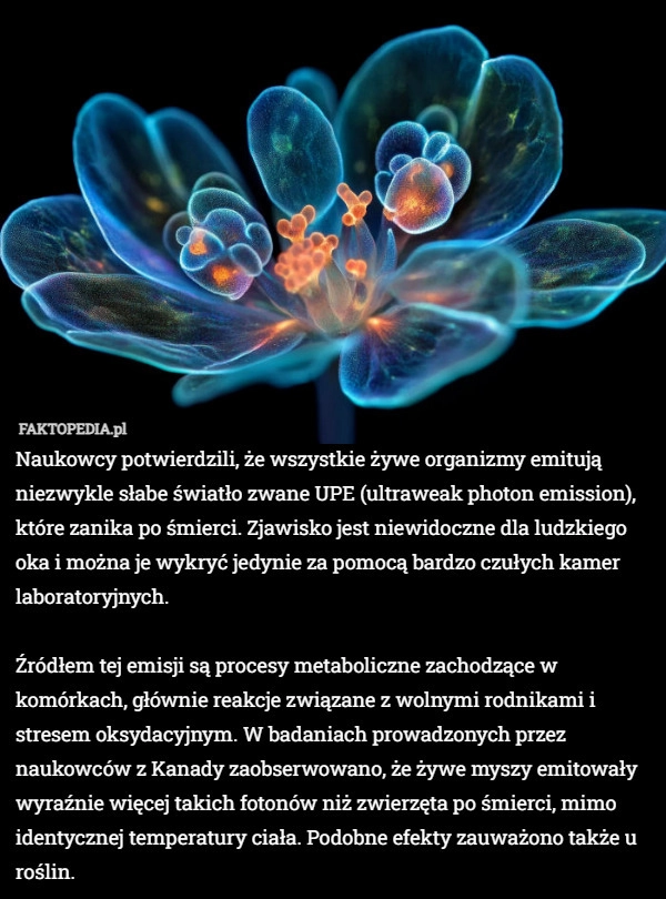 
    Naukowcy potwierdzili, że wszystkie żywe organizmy emitują niezwykle słabe