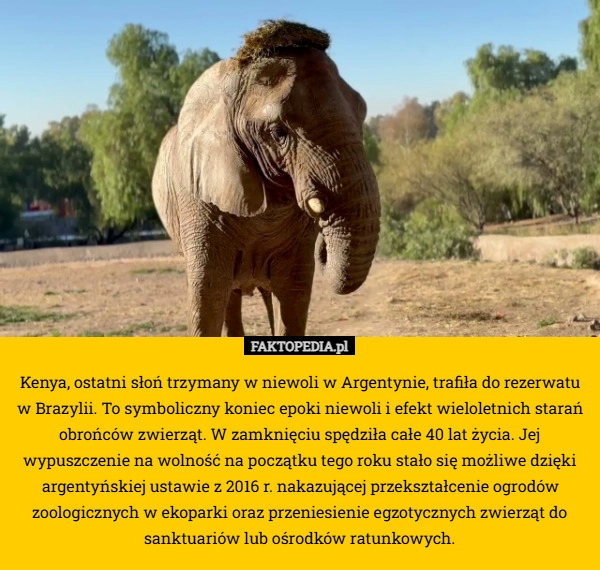 
    Kenya, ostatni słoń trzymany w niewoli w Argentynie, trafiła do rezerwatu