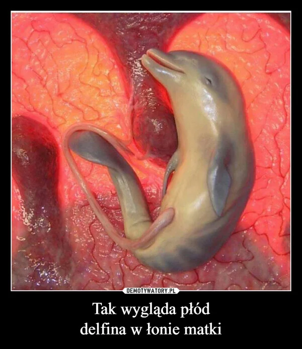 Tak wygląda płód delfina w łonie matki