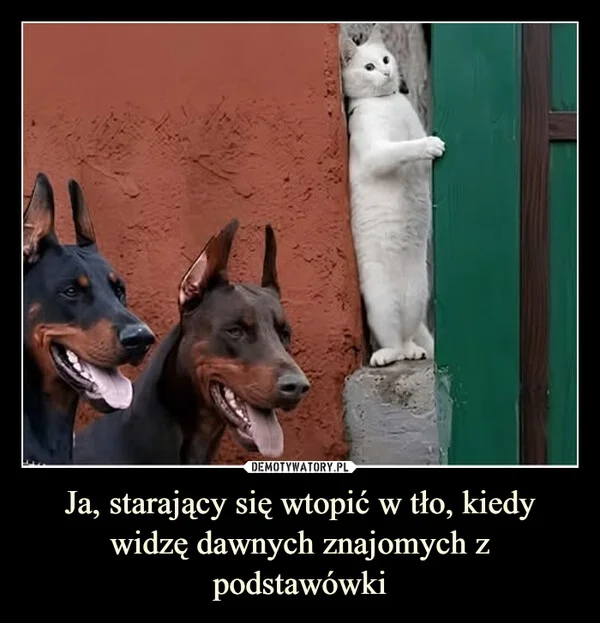 
    Ja, starający się wtopić w tło, kiedy widzę dawnych znajomych z podstawówki
