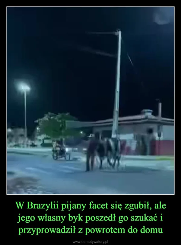 
    W Brazylii pijany facet się zgubił, ale jego własny byk poszedł go szukać i przyprowadził z powrotem do domu