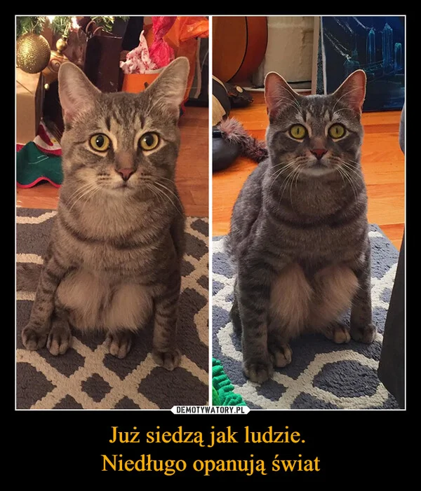 
    Już siedzą jak ludzie. Niedługo opanują świat