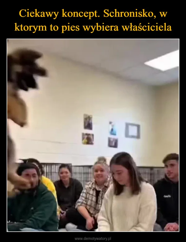 
    Ciekawy koncept. Schronisko, w ktorym to pies wybiera właściciela