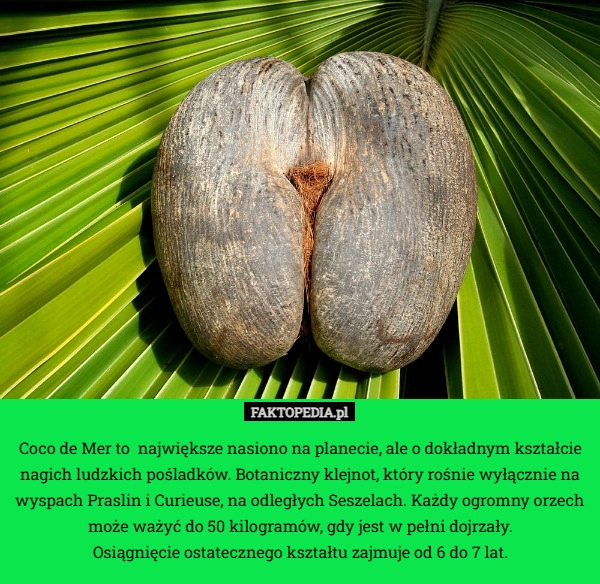 
    Coco de Mer to  największe nasiono na planecie, ale o dokładnym kształcie