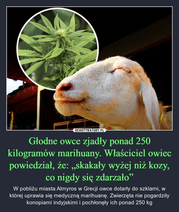 
    Głodne owce zjadły ponad 250 kilogramów marihuany. Właściciel owiec powiedział, że: „skakały wyżej niż kozy, co nigdy się zdarzało”