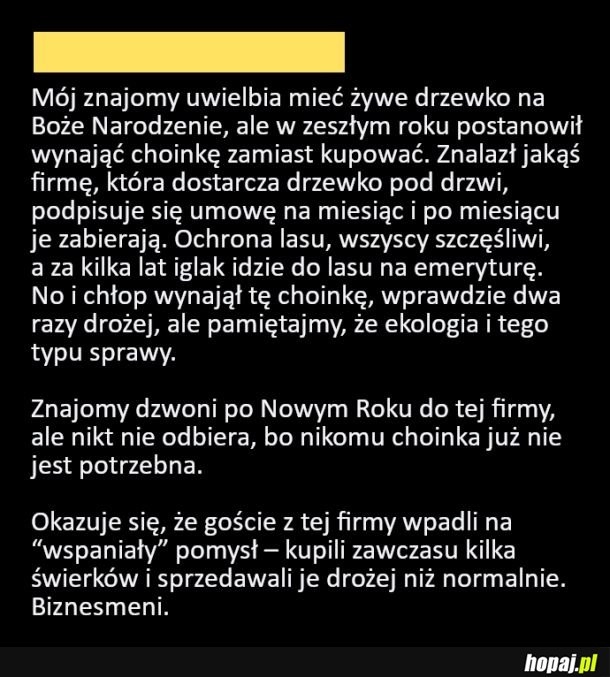 
    Wypożyczalnia choinek