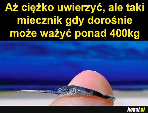 
    Mały miecznik