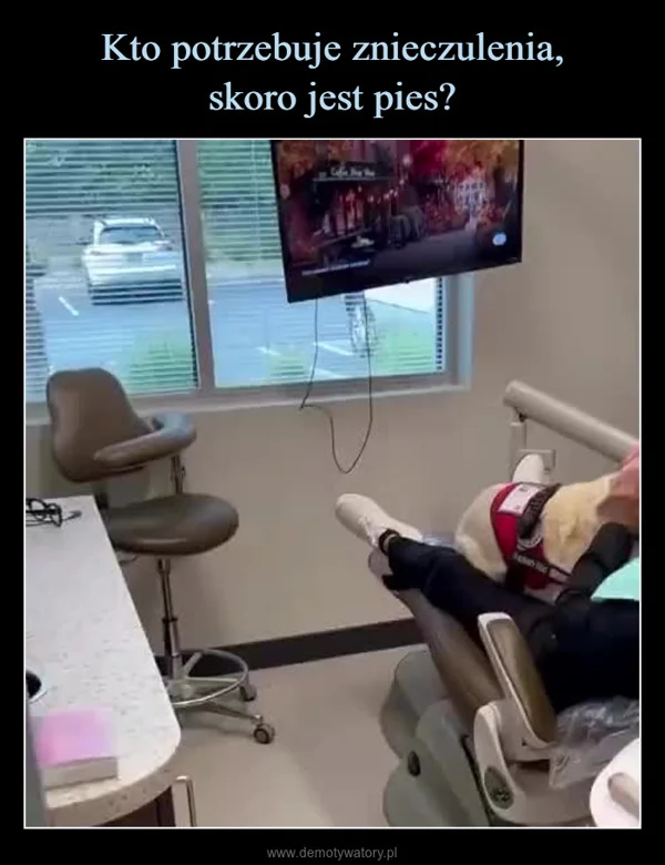 
    Kto potrzebuje znieczulenia, skoro jest pies?