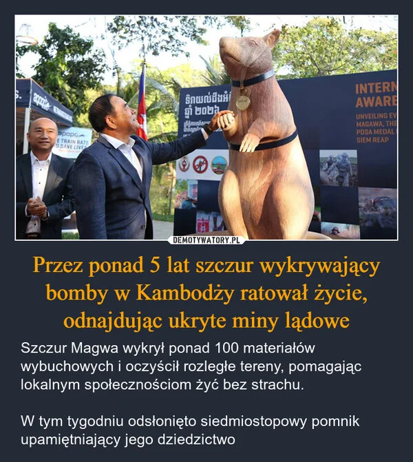 
    Przez ponad 5 lat szczur wykrywający bomby w Kambodży ratował życie, odnajdując ukryte miny lądowe