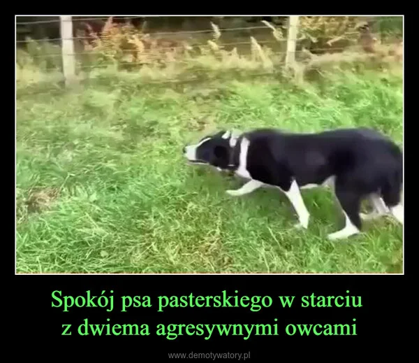 
    Spokój psa pasterskiego w starciu z dwiema agresywnymi owcami