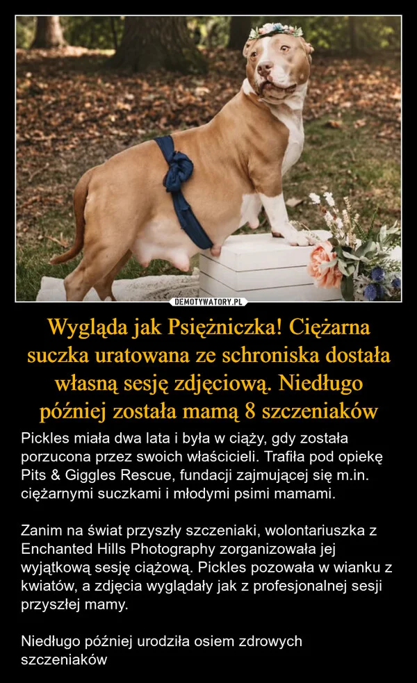 Wygląda jak Psiężniczka! Ciężarna suczka uratowana ze schroniska dostała własną sesję zdjęciową. Niedługo później została mamą 8 szczeniaków