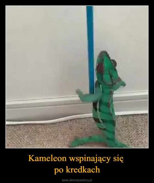 
    Kameleon wspinający się po kredkach