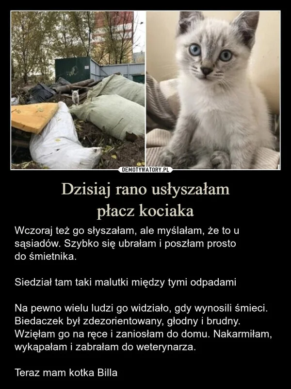 
    Dzisiaj rano usłyszałam płacz kociaka