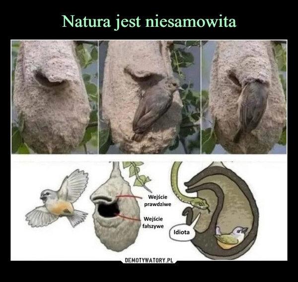 
    Natura jest niesamowita