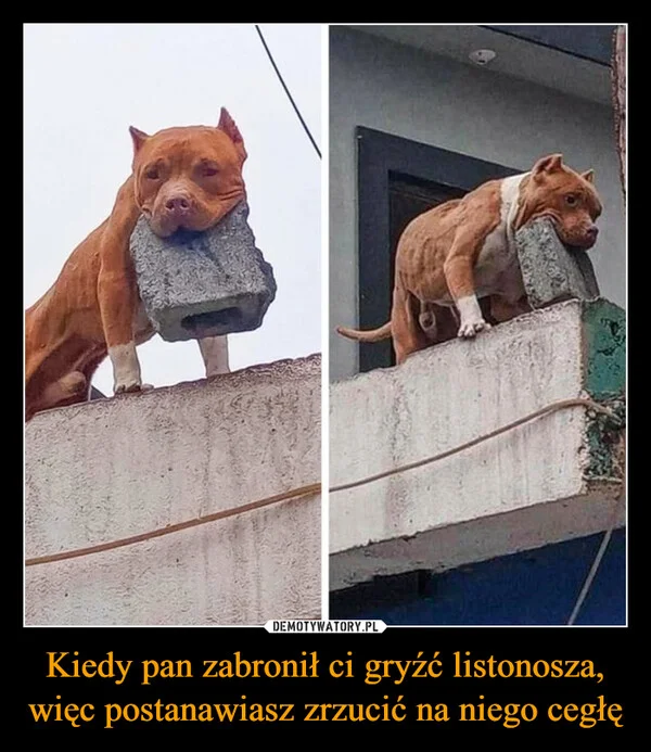 
    Kiedy pan zabronił ci gryźć listonosza, więc postanawiasz zrzucić na niego cegłę