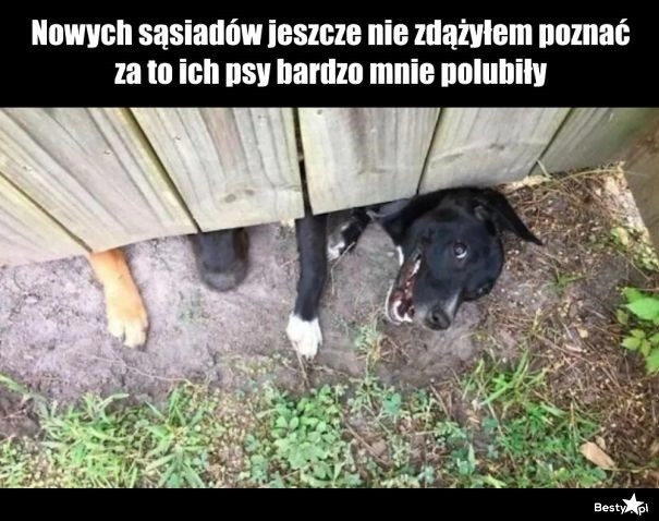 
    Psy sąsiadów 