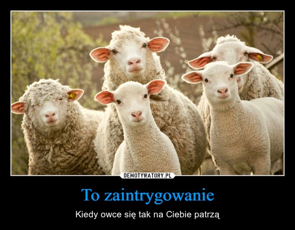 
    To zaintrygowanie 