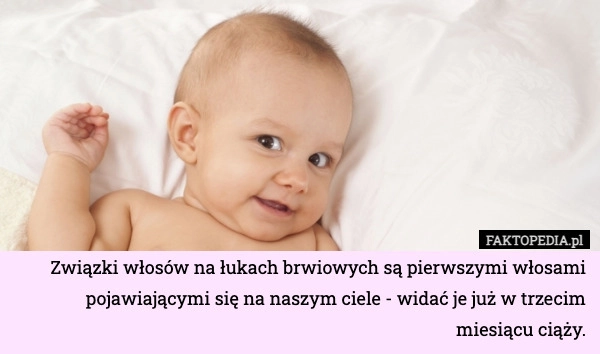 
    Związki włosów na łukach brwiowych są pierwszymi włosami pojawiającymi się