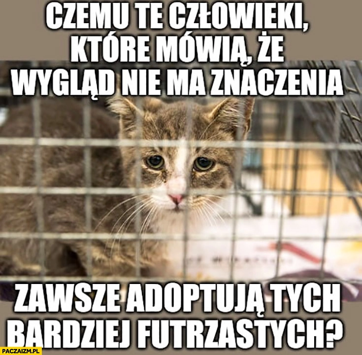 
    Kot w schronisku czemu te człowieki które mówią, że wygląd nie ma znaczenia zawsze adoptują tych bardziej futrzastych?