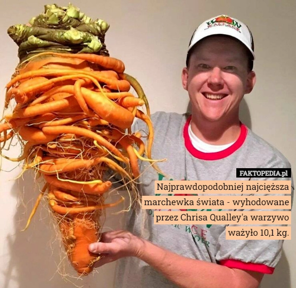 
    Najprawdopodobniej najcięższa marchewka świata - wyhodowane przez Chrisa
