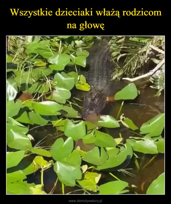 
    Wszystkie dzieciaki włażą rodzicom na głowę